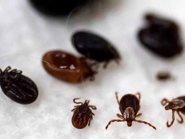 ക്യുബെക്കിൽ ലൈം രോഗ കേസുകളിൽ വർദ്ധനവ്; പ്രതിരോധ മാർഗ്ഗങ്ങൾ നിർദ്ദേശിച്ച് ആരോഗ്യ വിദഗ്ദ്ധർ