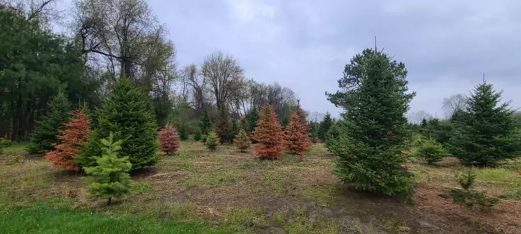 നോവാ സ്കോഷ്യയിലെ ക്രിസ്മസ് മരങ്ങൾക്ക് അപൂർവ രോഗഭീഷണി: കർഷകർ ആശങ്കയിൽ