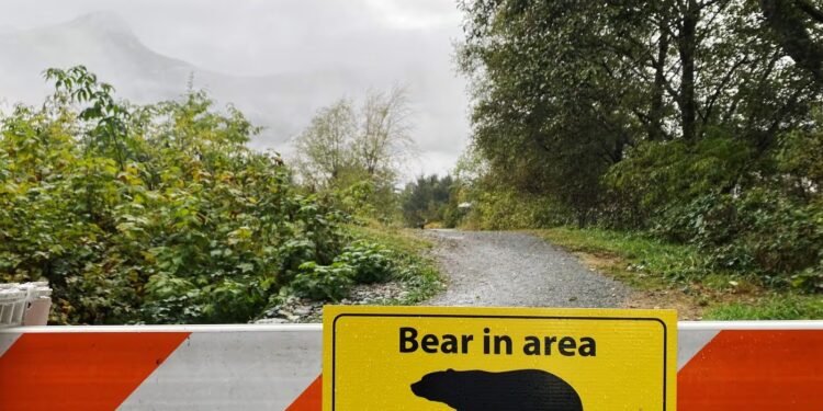 കാനനാസ്കിസ് കൺട്രിയിൽ കരടികൾ പെരുകുന്നു; മുന്നറിയിപ്പുമായി അധികൃതർ