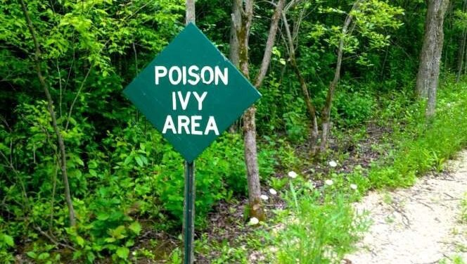 പോയിസൺ ഐവി ചെടി സൂക്ഷിക്കുക; വിഷച്ചെടികളിൽ നിന്ന് രക്ഷ നേടാൻ ശ്രദ്ധിക്കേണ്ട കാര്യങ്ങൾ