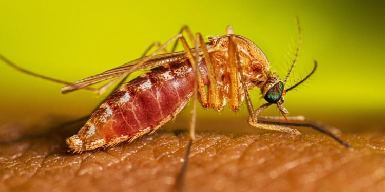 ഒട്ടാവയിൽ വെസ്റ്റ് നൈൽ വൈറസ്; കൊതുകുകളിൽ രോഗബാധ സ്ഥിരീകരിച്ചു