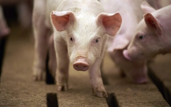 പന്നിപ്പനി ഭീഷണി: ആഫ്രിക്കൻ പന്നിപ്പനി എത്തിയാൽ ലക്ഷക്കണക്കിന് പന്നികളുടെ ജീവനെടുക്കാൻ മാനിറ്റോബ