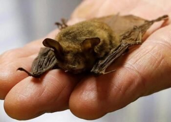 bat
