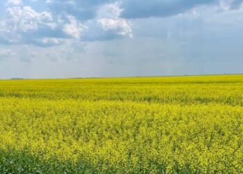 field
