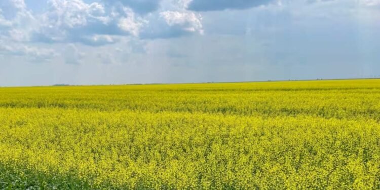കനോലക്ക് ചൈനയുടെ താരിഫ് പ്രഖ്യാപനം; സാസ്ക് കർഷകർ അനിശ്ചിതത്വത്തിൽ 1 field