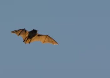 bat