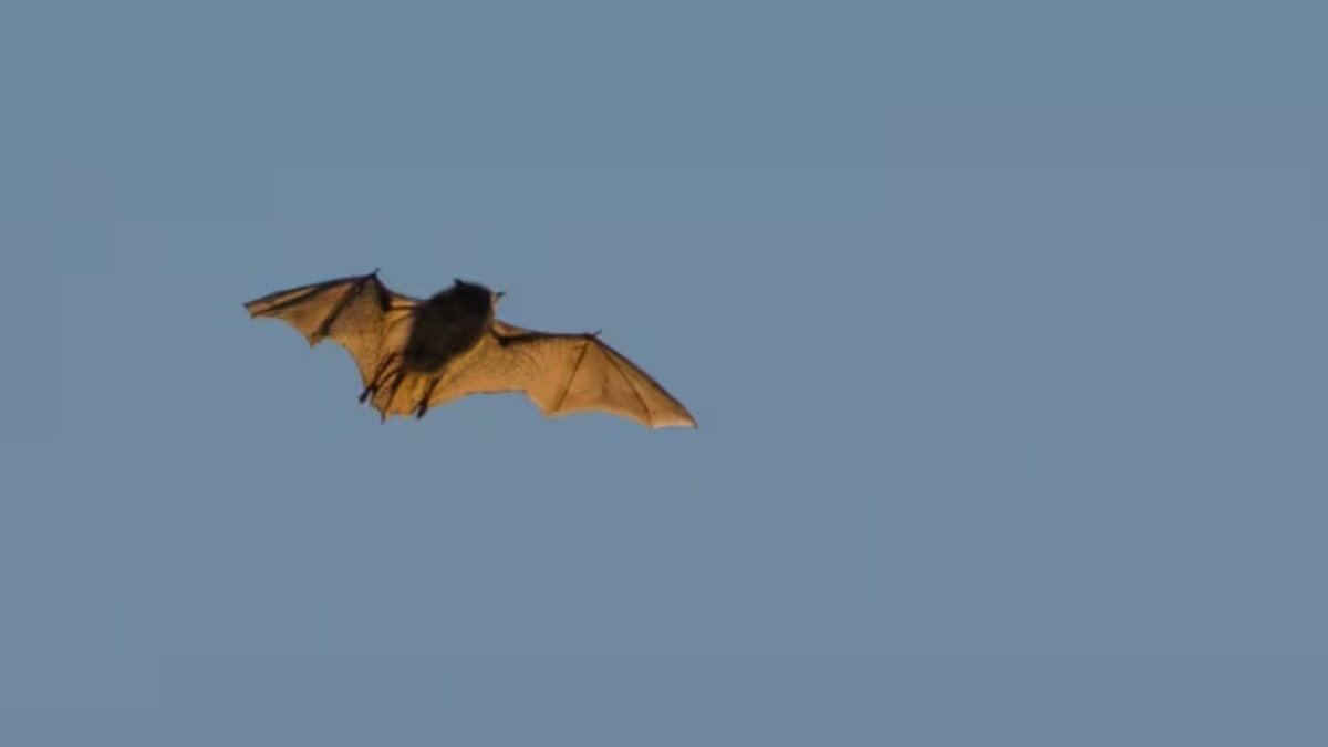 bat