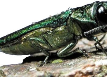 beetle