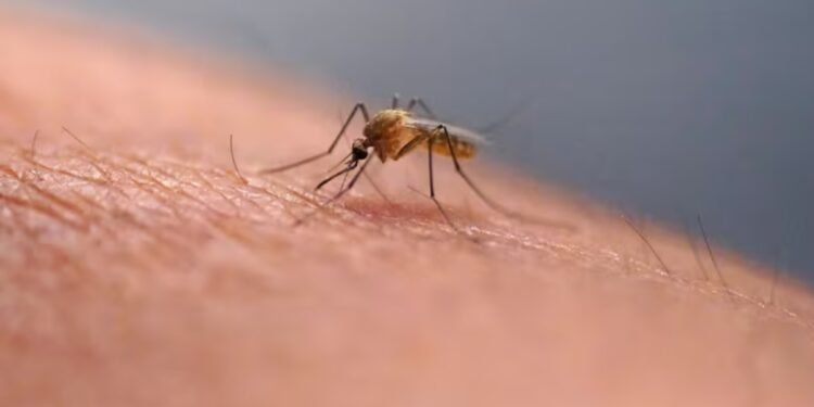 ഒട്ടാവയിൽ വെസ്റ്റ് നൈൽ വൈറസ് ബാധ സ്ഥിരീകരിച്ചു; രോഗവ്യാപനം തടയാൻ മുൻകരുതലുമായി അധികൃതർ 1 mosqito