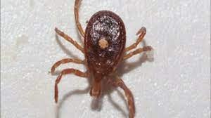 Tick-borne Rocky Mountain Spotted Fever