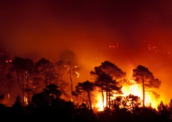 forest fire