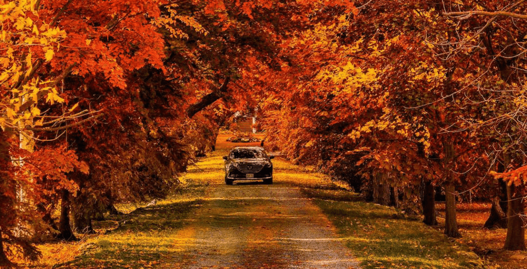 ഒന്റാരിയോയിൽ ഫാൾ സീസൺ നേരത്തെ തുടങ്ങി; ഈ കാഴ്ച കണ്ടില്ലെങ്കിൽ നഷ്ടം! 3 Screen Shot 2017 11 03 at 4.17.20 PM