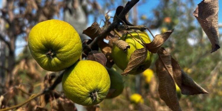 ആപ്പിളിന് വില കൂടുമോ? കടുത്ത വേനലിൽ വിളവ് കുറഞ്ഞു; നോവ സ്കോഷ്യ കർഷകർ പ്രതിസന്ധിയിൽ! 1 ആപ്പിളിന് വില കൂടുമോ? കടുത്ത വേനലിൽ വിളവ് കുറഞ്ഞു; നോവ സ്കോഷ്യ കർഷകർ പ്രതിസന്ധിയിൽ!