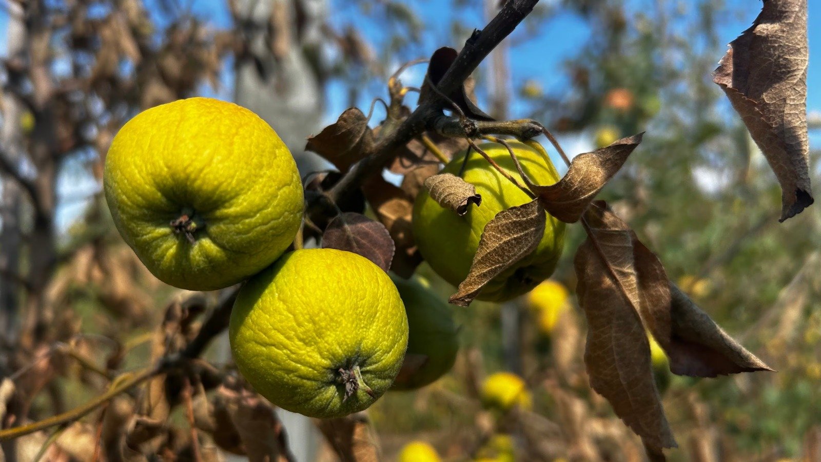 ആപ്പിളിന് വില കൂടുമോ? കടുത്ത വേനലിൽ വിളവ് കുറഞ്ഞു; നോവ സ്‌കോഷ്യ കർഷകർ പ്രതിസന്ധിയിൽ!