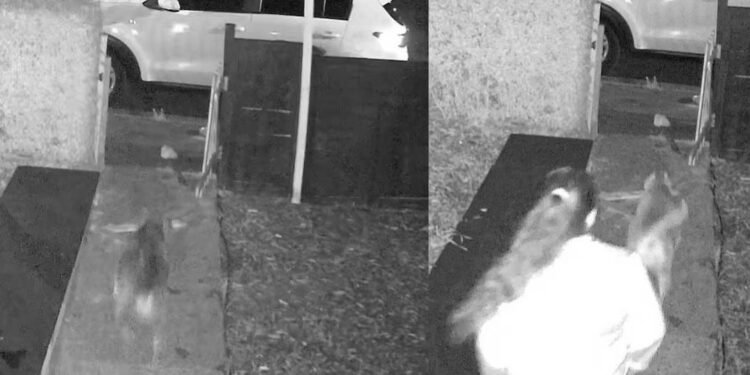 യുകെയിൽ മലയാളി യുവാവിനെ നായ്ക്കൾ ആക്രമിച്ചു; നായ്ക്കളും ഉടമസ്ഥയും കസ്റ്റഡിയിൽ; കടുത്ത നടപടിക്ക് സാധ്യത 1 malayali youth attacked by dogs