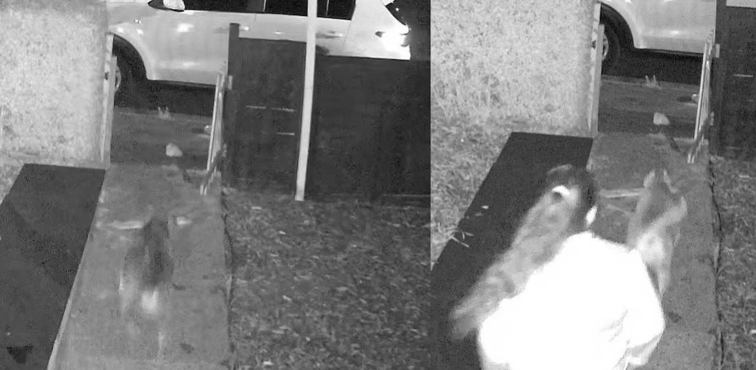 malayali youth attacked by dogs