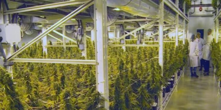 കഞ്ചാവ് GDPയിലേക്ക്; ന്യൂ ബ്രൺസ്വിക്കിന്റെ സാമ്പത്തിക വളർച്ചയ്ക്ക് പിന്നിലെ ഞെട്ടിക്കുന്ന സത്യം! 1 plant