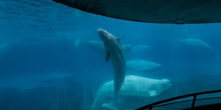 ആരോഗ്യം മോശം: 30 ബെലൂഗകളുടെ യാത്ര ഇനി സർക്കാരിന്റെ കൈകളിൽ 1 fish