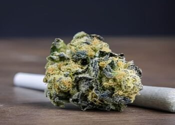 Cannabis