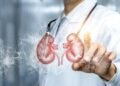kidney