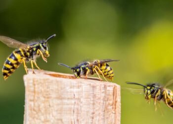 It is wasp season. Here to help us spot them and keep them away is Orkin Canada.