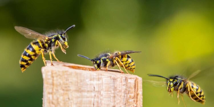 It is wasp season. Here to help us spot them and keep them away is Orkin Canada.