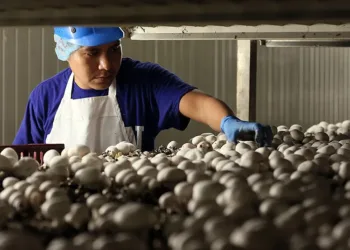 mushroom factory