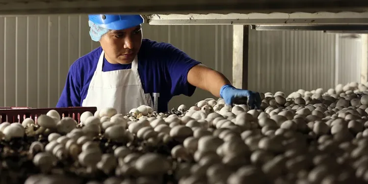 ഒന്റാരിയോയിൽ പ്രമുഖ കമ്പനി അടച്ചുപൂട്ടുന്നു; പെരുവഴിയിലായി താൽക്കാലിക വിദേശ തൊഴിലാളികൾ; നാടുകടത്തൽ ഭീഷണി 1 mushroom factory