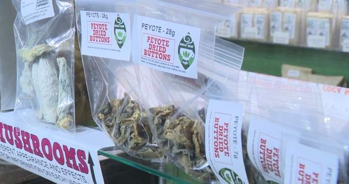 first-canadian-federal-grant-to-study-psilocybin