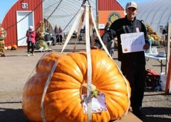 pumkin