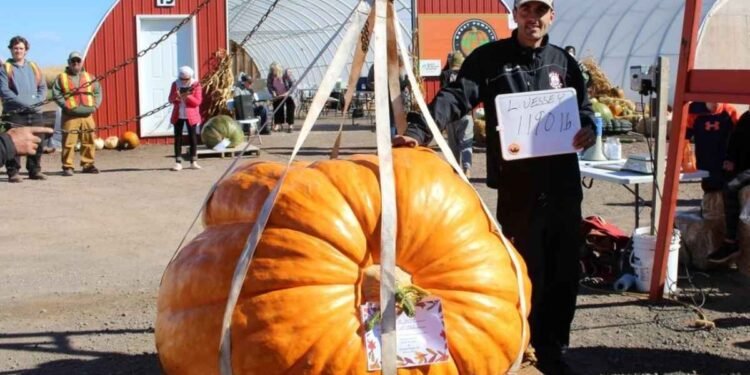 ഭീമൻ മത്തങ്ങയുടെ രാജാവ്! ഒന്നാം സമ്മാനത്തിന് പിന്നിൽ ഒരു ന്യൂയോർക്ക് ബന്ധം; വെസ്സിക്ക് പറയുന്നു 1 pumkin