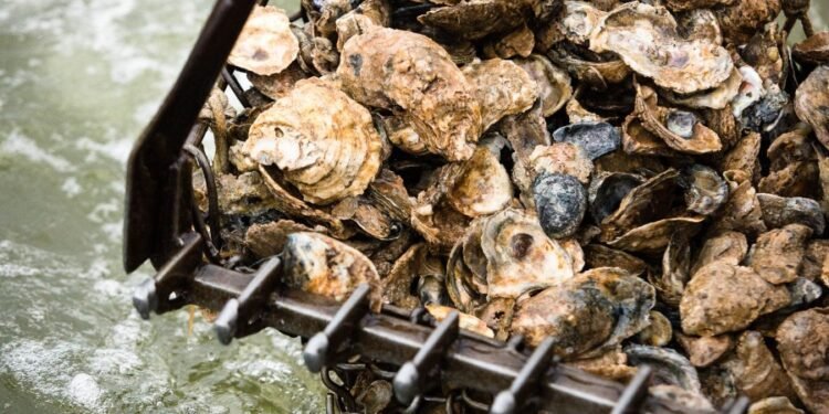 കടലിലെ കൊലയാളി: മാരിടൈംസിലെ ഓയിസ്റ്റർ കൃഷിയെ നശിപ്പിച്ച് MSX രോഗം 1 കടലിലെ കൊലയാളി: മാരിടൈംസിലെ ഓയിസ്റ്റർ കൃഷിയെ നശിപ്പിച്ച് MSX രോഗം