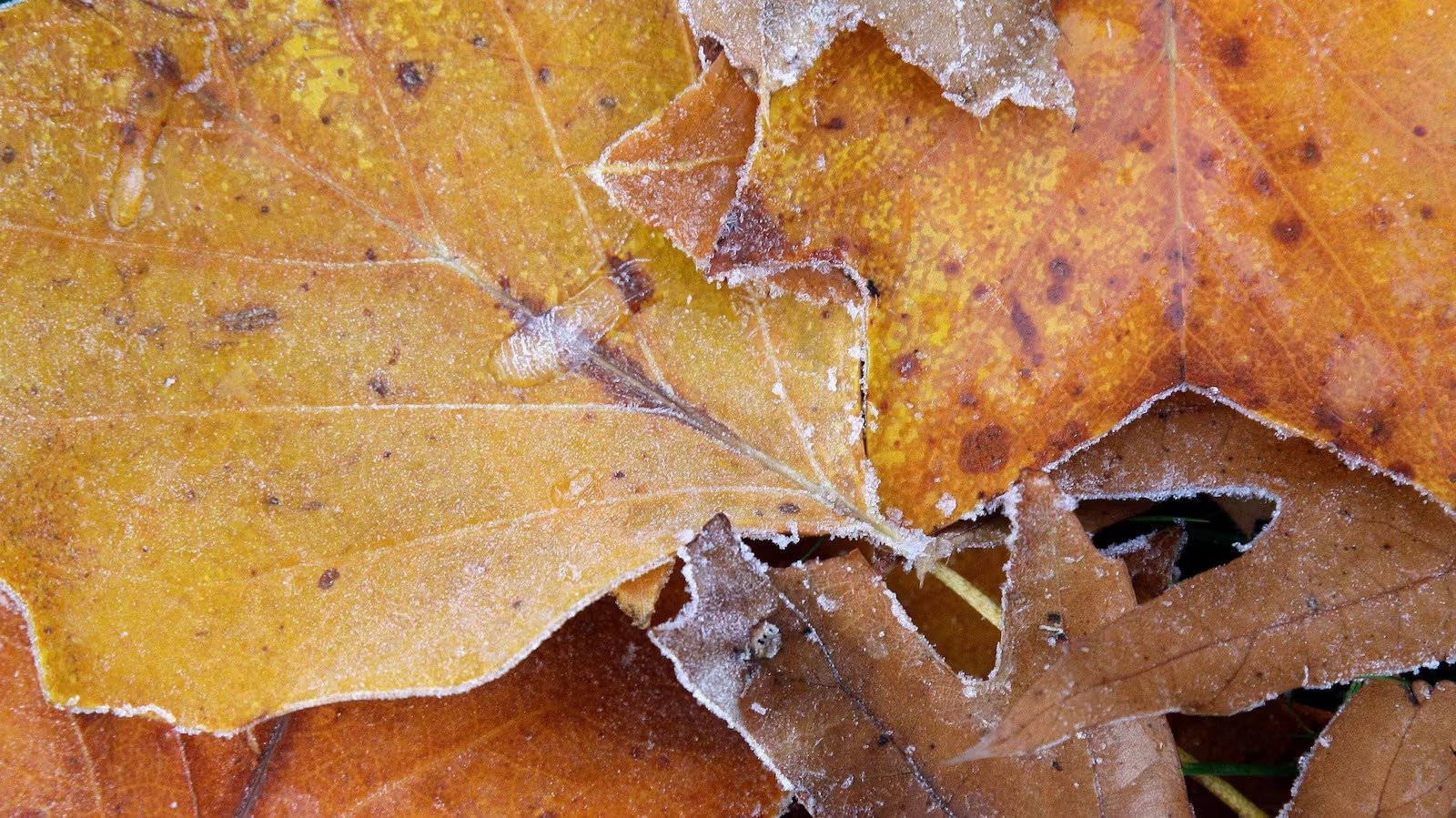 അതിശൈത്യ മുന്നറിയിപ്പ്: മാരിടൈംസ് മേഖലയിൽ അതിശക്തമായ മഞ്ഞുവീഴ്ചയ്ക്ക് സാധ്യത