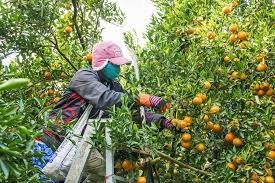 Fruit Or Vegetable Picker in Canada | Available jobs