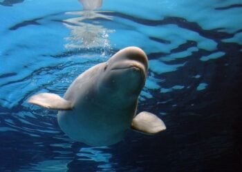 marineland-park-urges-euthanasia-for-beluga-whales-canada