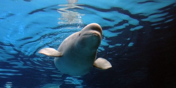 marineland-park-urges-euthanasia-for-beluga-whales-canada