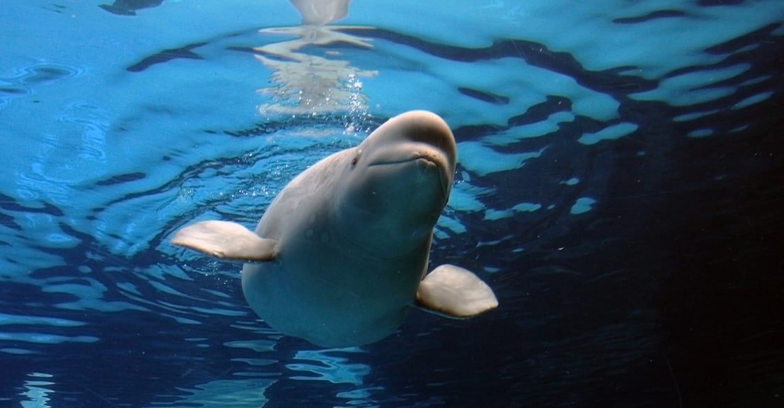 marineland-park-urges-euthanasia-for-beluga-whales-canada
