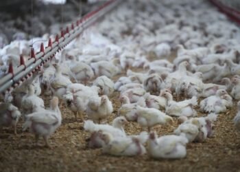 Chicken farm