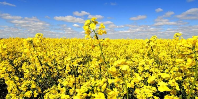 കാനഡ ബജറ്റ് ‘2025-2026’ : വാണിജ്യ വികസനത്തിനും ബയോഫ്യുവലിനുമായി കോടികൾ; പൊതുമേഖലയിൽ വൻ തൊഴിൽ വെട്ടിക്കുറവ്