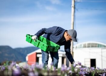 വെല്ലുവിളികളെ അതിജീവിച്ച് കുങ്കുമപ്പൂവ് കൃഷി: ബി.സി.യിലെയും ആൽബെർട്ടയിലെയും കർഷകരുടെ നൂതന പരീക്ഷണങ്ങൾ