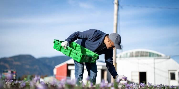 വെല്ലുവിളികളെ അതിജീവിച്ച് കുങ്കുമപ്പൂവ് കൃഷി: ബി.സി.യിലെയും ആൽബെർട്ടയിലെയും കർഷകരുടെ നൂതന പരീക്ഷണങ്ങൾ