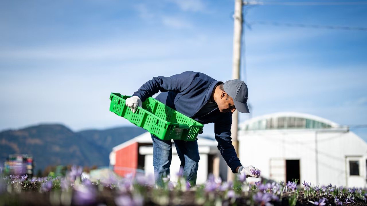 വെല്ലുവിളികളെ അതിജീവിച്ച് കുങ്കുമപ്പൂവ് കൃഷി: ബി.സി.യിലെയും ആൽബെർട്ടയിലെയും കർഷകരുടെ നൂതന പരീക്ഷണങ്ങൾ