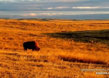 The Grasslands National Park