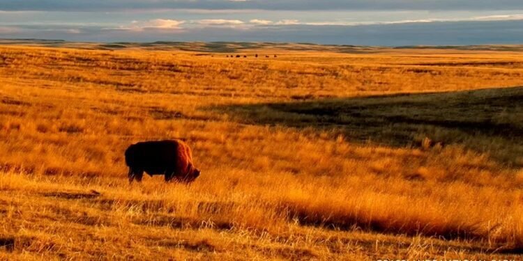 ഇവിടം സൂപ്പറാണ്, ഇൻസ്റ്റാഗ്രാമിലും താരം: കാനഡയിലെ ടോപ് 10 ദേശീയോദ്യാനങ്ങളിൽ സാസ്കച്ചെവാനിലെ ഈ പാർക്ക്! 1 The Grasslands National Park
