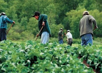സമ്പന്ന കാനഡയുടെ മറുവശം: കുടിയേറ്റ തൊഴിലാളികളെ കാത്തിരിക്കുന്നത് സാമ്പത്തിക ചൂഷണവും ശാരീരിക പീഡനവും; ഞെട്ടിക്കുന്ന റിപ്പോർട്ട് പുറത്ത്