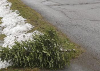 Weather conditions may delay collection. Leave your Christmas tree at the end of the driveway and it will be collected.