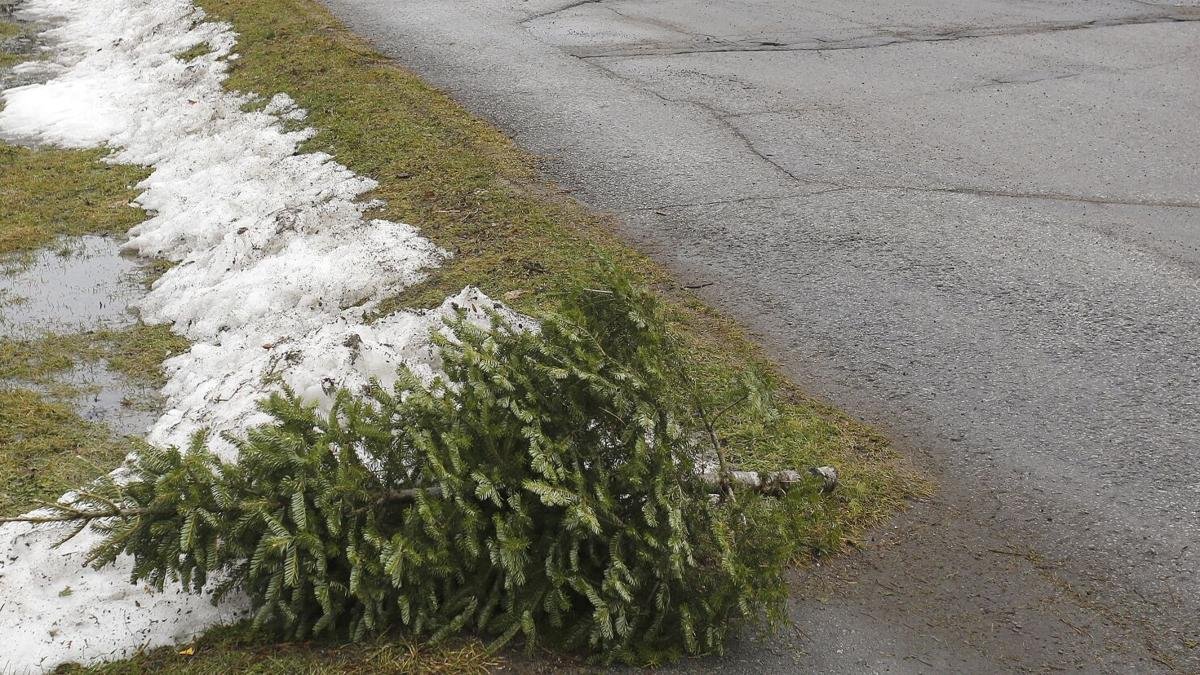 Weather conditions may delay collection. Leave your Christmas tree at the end of the driveway and it will be collected.