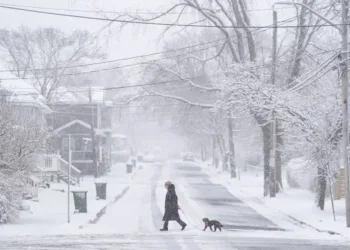 A pedestrian walks their dog across the street in Halifax