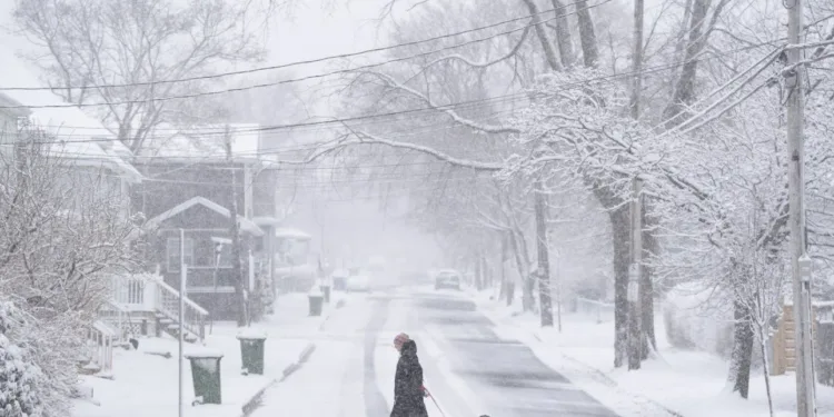 A pedestrian walks their dog across the street in Halifax