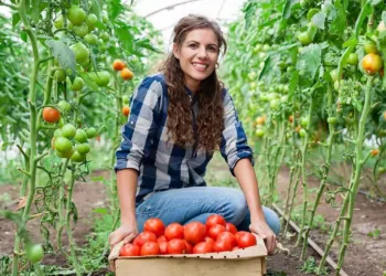 പി.ഇ.ഐയിൽ യുവ കർഷകർക്ക് കൈത്താങ്ങായി പുതിയ വായ്പാ പദ്ധതി; ഇനി കുറഞ്ഞ പലിശയ്ക്ക് ലോൺ ലഭിക്കും 7 PEI farmer